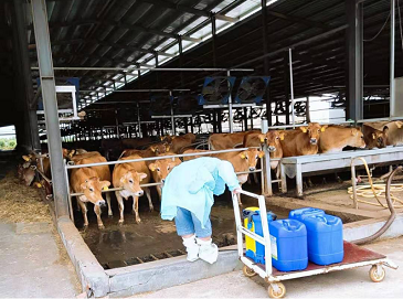 養(yǎng)牛場生物除臭